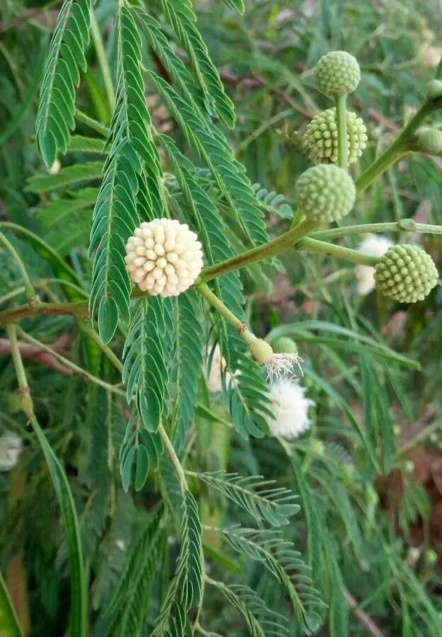Green Desert Fern Flower seeds for Planting Compact Growth, Heirloom & GMO Free Seeds for Home Garden seeds for planting