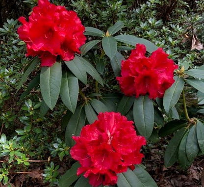 Red Rhododendron Flower seeds for Planting - Perfect for Borders, Heirloom & GMO Free Seeds for Home Garden
