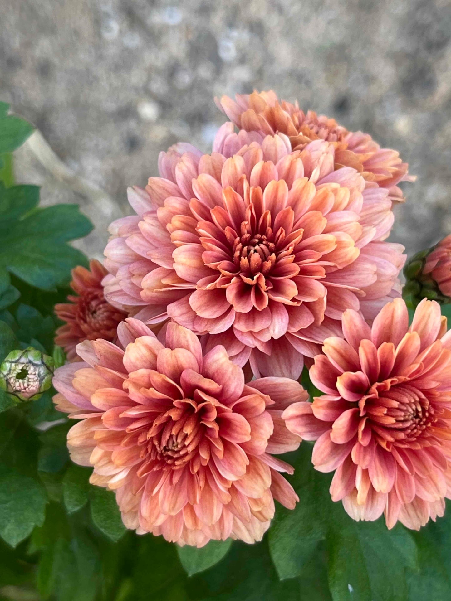 Chrysanthemum Flower seeds for Planting Garden Favorite Heirloom & GMO Free Seeds for Home Garden