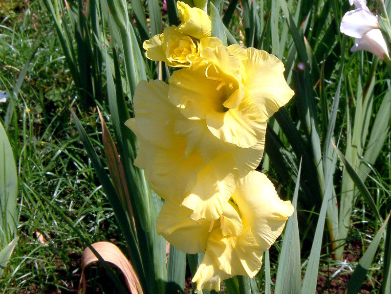Yellow White Gladiolus Flower seeds for Planting Compact Growth Heirloom & GMO Free Seeds for Home Garden