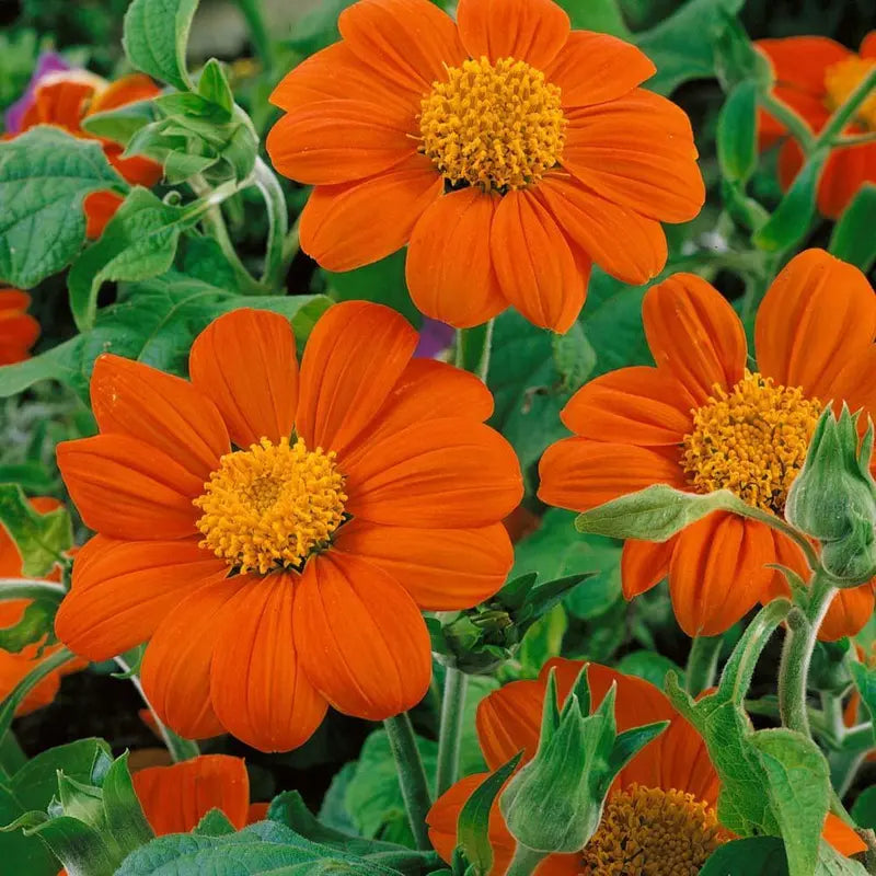 Orange Mini Sunflower Seeds for Planting, Heirloom Non-GMO Garden Seeds for Cut Flowers