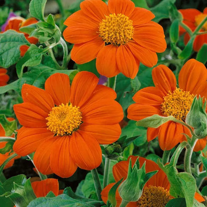 Orange Mini Sunflower Seeds for Planting, Heirloom Non-GMO Garden Seeds for Cut Flowers