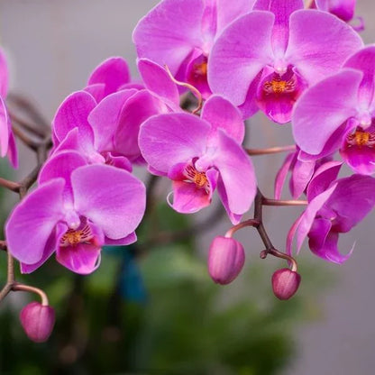 Pink Red Phalaenopsis Orchid Flower seeds for Planting Fragrant Blossoms Heirloom & GMO Free Seeds for Home Garden