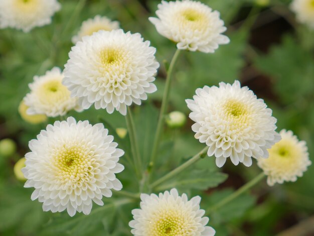 Premium White Green Chrysanthemum Flower seeds for Planting Pollinator Friendly, Heirloom & GMO Free Seeds for Home Garden seeds