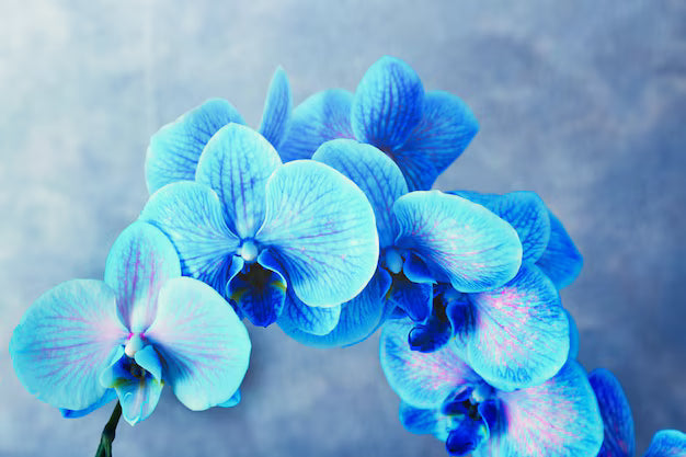 Orchidee Flower seeds for Planting Cut Flower Favorite, Heirloom & GMO Free Seeds for Home Garden vegetable and garden seeds