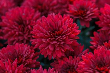 Deep Red Chrysanthemum Flower seeds for Planting Compact Growth, Heirloom & GMO Free Seeds for Home Garden vegetable and garden seeds