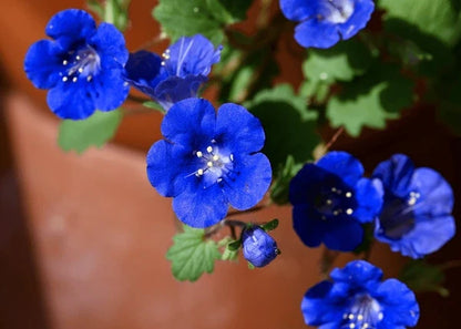 Heirloom Campanularia Flower seeds for Planting Seasonal Bloomer Heirloom & GMO Free Seeds for Home Garden