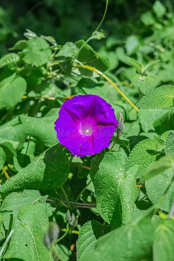 Mixed Liana Flower seeds for Planting Colorful Display, Heirloom & GMO Free Seeds for Home Garden vegetable and garden seeds