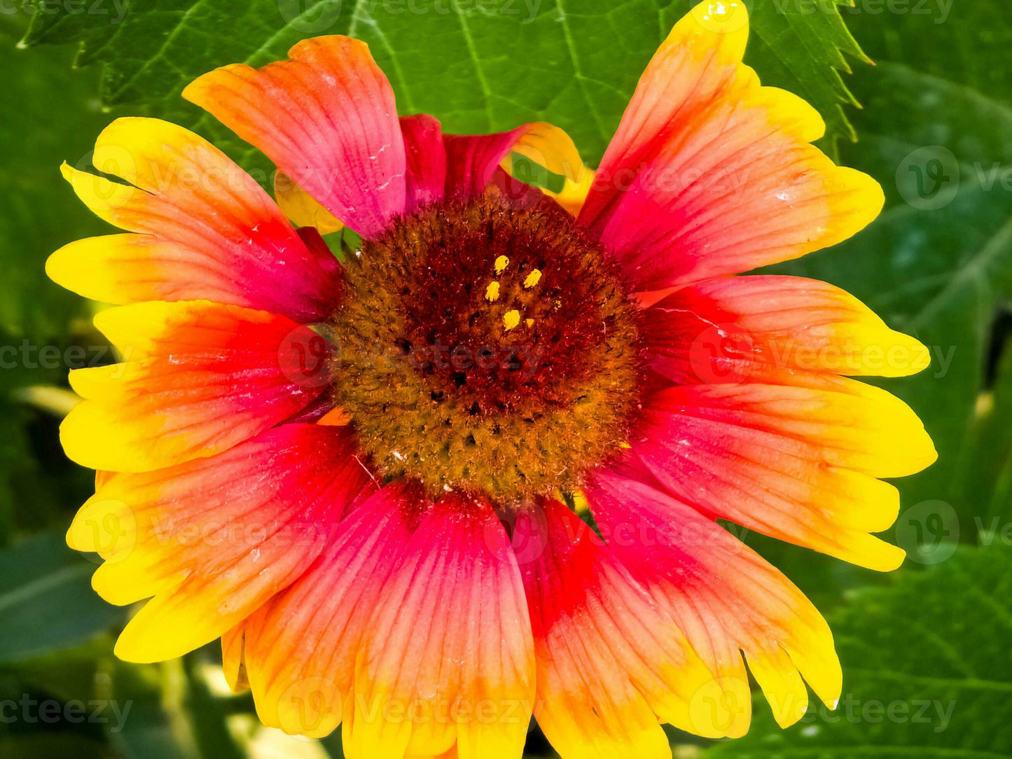 Aristata Flower seeds for Planting Wildflower Mix Heirloom & GMO Free Seeds for Home Garden