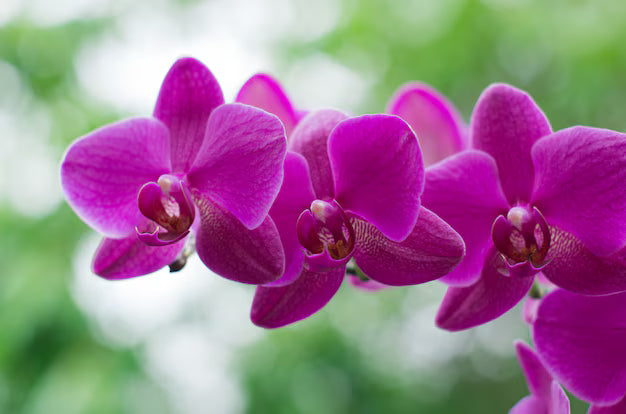 High quality Purple Butterfly Orchid Seeds Flower seeds for Planting Colorful Display, Heirloom & GMO Free Seeds for Home Garden seeds pack