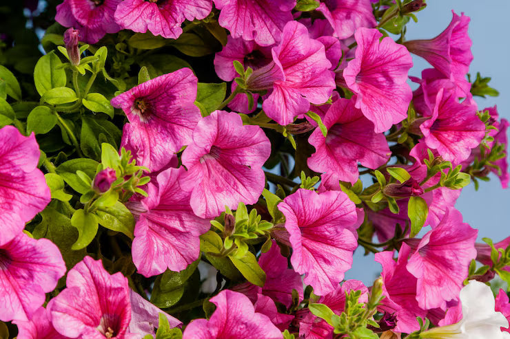 Pink Fuchsia Petunia Flower seeds for Planting Hardy Variety, Heirloom & GMO Free Seeds for Home Garden vegetable and garden seeds