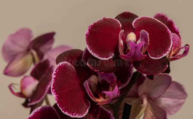 Premium Maroon White Phalaenopsis Orchid Flower seeds for Planting Cottage Garden Essential, Heirloom & GMO Free Seeds for Home Garden seeds