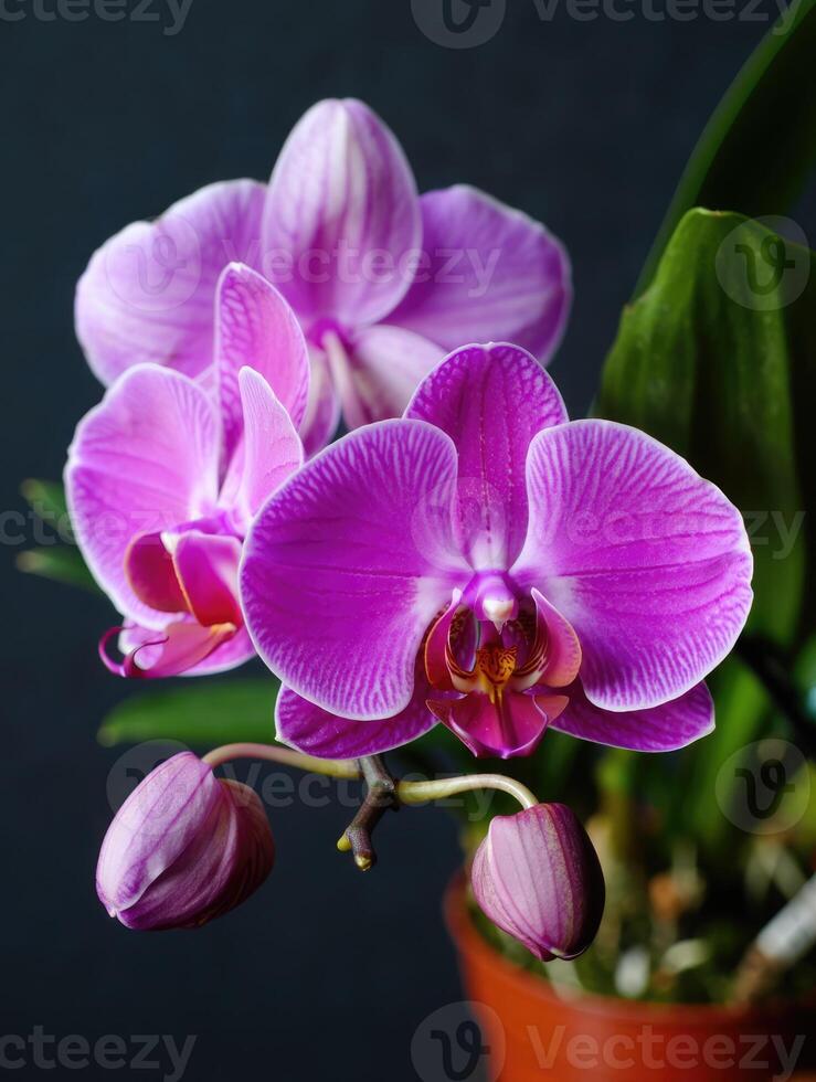 Premium Pink Butterfly Orchid Flower seeds for Planting Fragrant Blossoms, Heirloom & GMO Free Seeds for Home Garden seeds