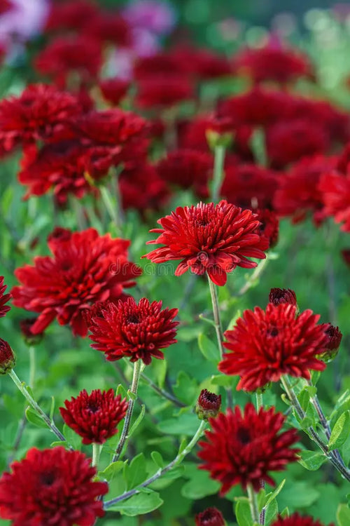 Chrysanthemum Deep Red Flower seeds for Planting Long Bloom Season, Heirloom & GMO Free Seeds for Home Garden seeds for planting