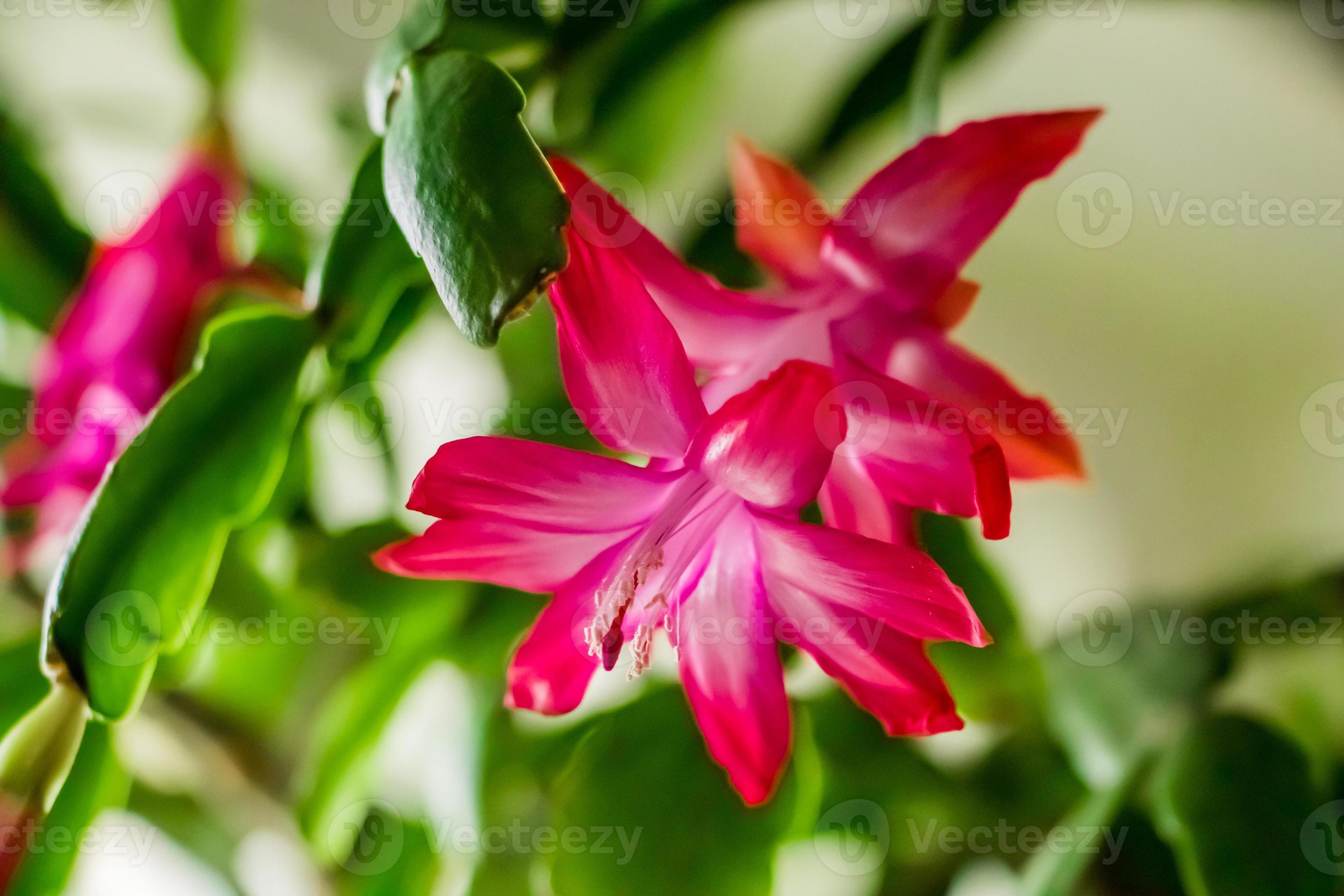 Premium Pink Schlumbergera Flower seeds for Planting Shade Tolerant, Heirloom & GMO Free Seeds for Home Garden seeds