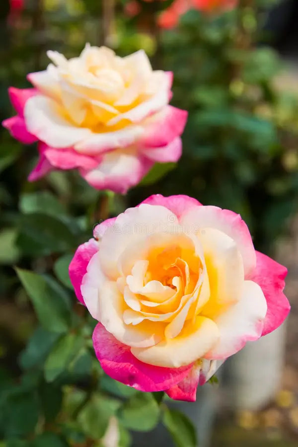 High quality Tricolour Rose Standard Flower seeds for Planting Colorful Display, Heirloom & GMO Free Seeds for Home Garden seeds pack