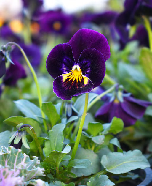 Premium Violet Pansy Flower seeds for Planting Compact Growth, Heirloom & GMO Free Seeds for Home Garden seeds