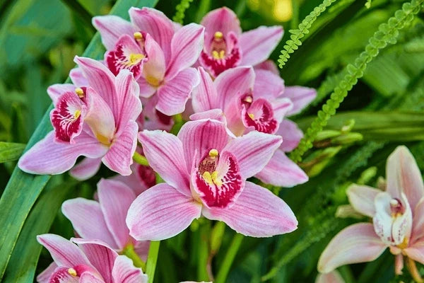 Pink & White Cymbidium Orchid Flower seeds for Planting Perfect for Borders, Heirloom & GMO Free Seeds for Home Garden seeds for planting