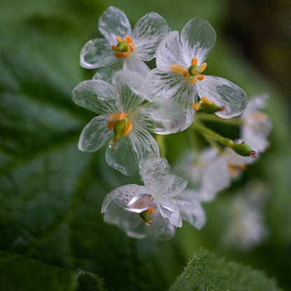 Skeleton Flower seeds for Planting Seasonal Bloomer Heirloom & GMO Free Seeds for Home Garden