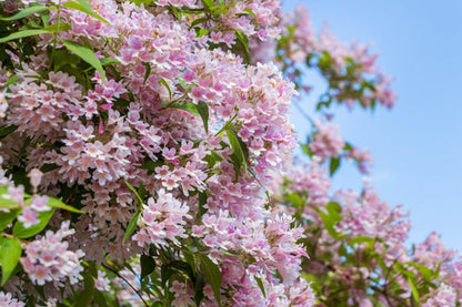 Beauty Bush Seeds Kolkwitzia amabilis pink and white flower shrub