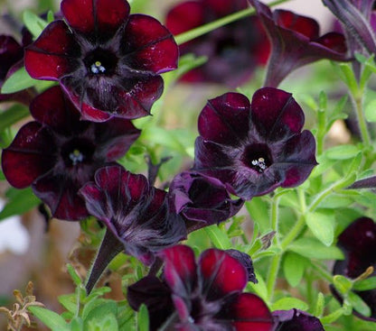 Petunia Debonair Black Cherry Flower seeds for Planting Fragrant Blossoms Heirloom & GMO Free Seeds for Home Garden
