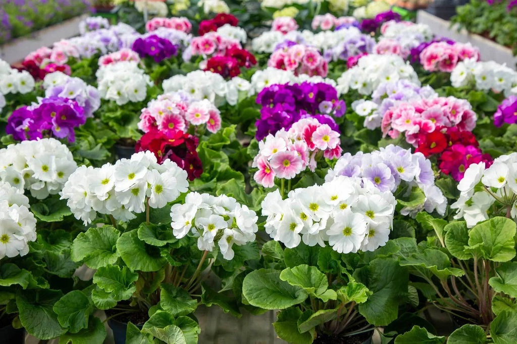 Obconica Flower seeds for Planting Long Bloom Season, Heirloom & GMO Free Seeds for Home Garden vegetable and garden seeds