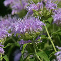 Lavender Beebal Flower seeds for Planting Perfect for Borders, Heirloom & GMO Free Seeds for Home Garden seeds for planting