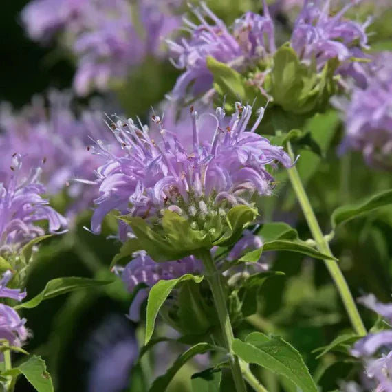 Lavender Beebal Flower seeds for Planting Perfect for Borders, Heirloom & GMO Free Seeds for Home Garden seeds for planting