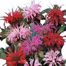 Young Bee Balm Seedlings Growing in Sunlight