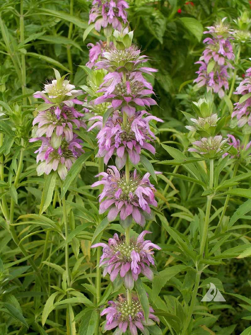 Bee Balm Lemon Mint Attracting Bees and Butterflies
