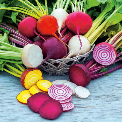 Beetroot seedlings sprouting in garden soil