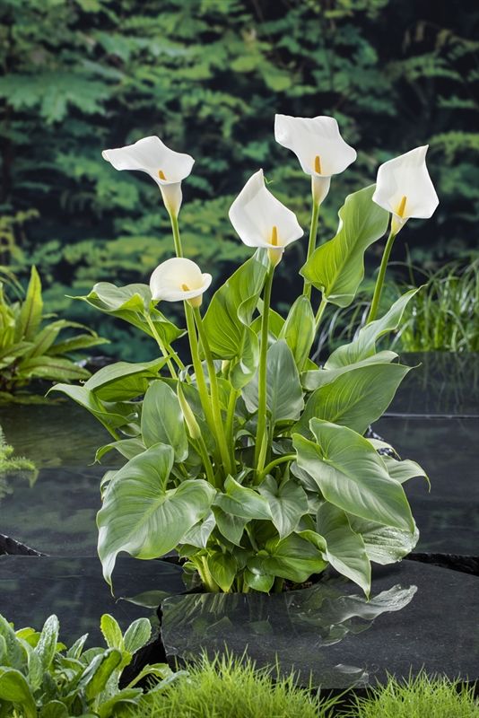 White Zantedeschia Aethiopica Flower seeds for Planting Garden Favorite, Heirloom & GMO Free Seeds for Home Garden seeds for planting