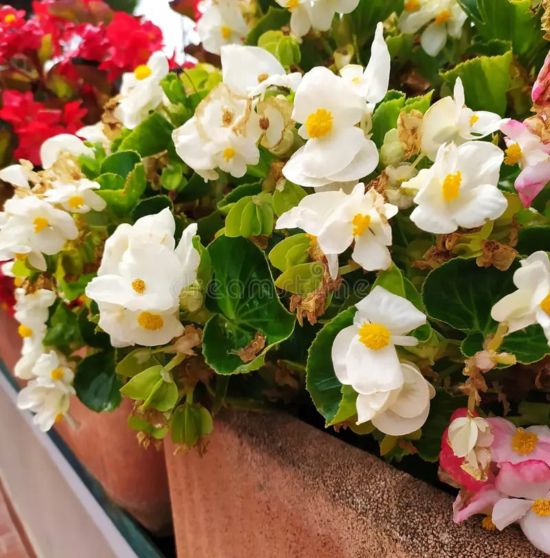 Begonia White Flower seeds for Planting Wildflower Mix, Heirloom & GMO Free Seeds for Home Garden vegetable and garden seeds