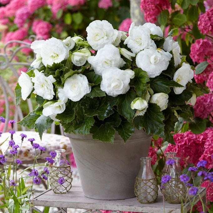 High quality Tuberous Begonia Flower seeds for Planting Sun Loving, Heirloom & GMO Free Seeds for Home Garden seeds pack