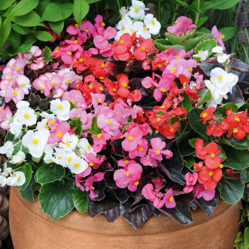 Begonia SemiTrailing Flower seeds for Planting Easy to Grow Heirloom & GMO Free Seeds for Home Garden