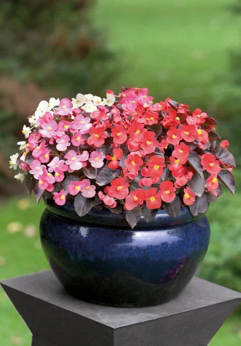 Begonia Flower seeds for Planting Pollinator Friendly Heirloom & GMO Free Seeds for Home Garden