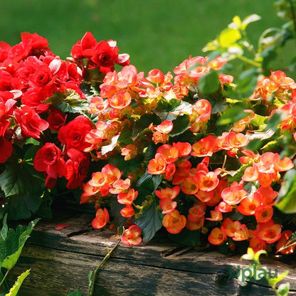 Begonia Flower seeds for Planting Compact Growth Heirloom & GMO Free Seeds for Home Garden