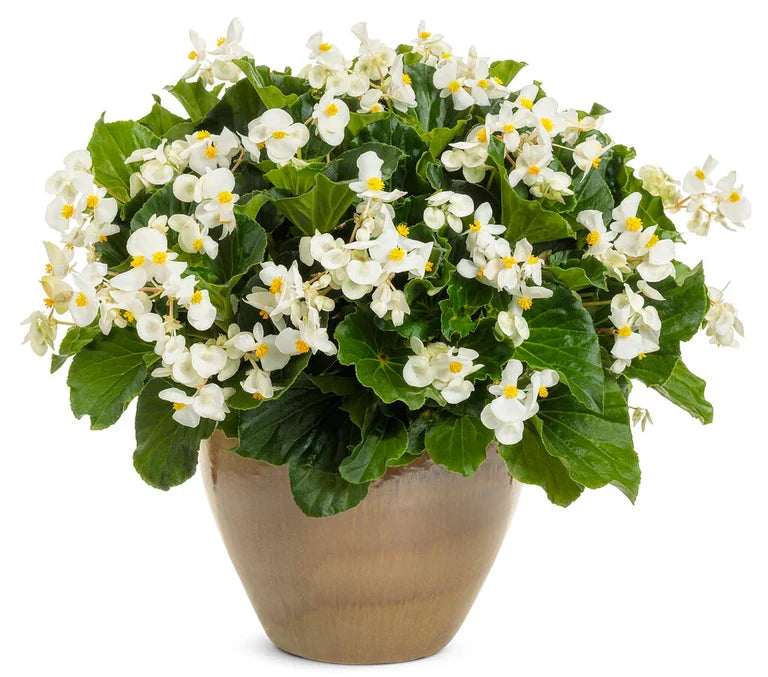High quality Begonia White Flower seeds for Planting Wildflower Mix, Heirloom & GMO Free Seeds for Home Garden seeds pack