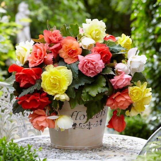 High quality Begonia Flower seeds for Planting Wildflower Mix, Heirloom & GMO Free Seeds for Home Garden seeds pack