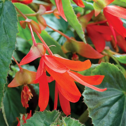 Boliviensis Flower seeds for Planting - Vibrant Colors, Heirloom & GMO Free Seeds for Home Garden