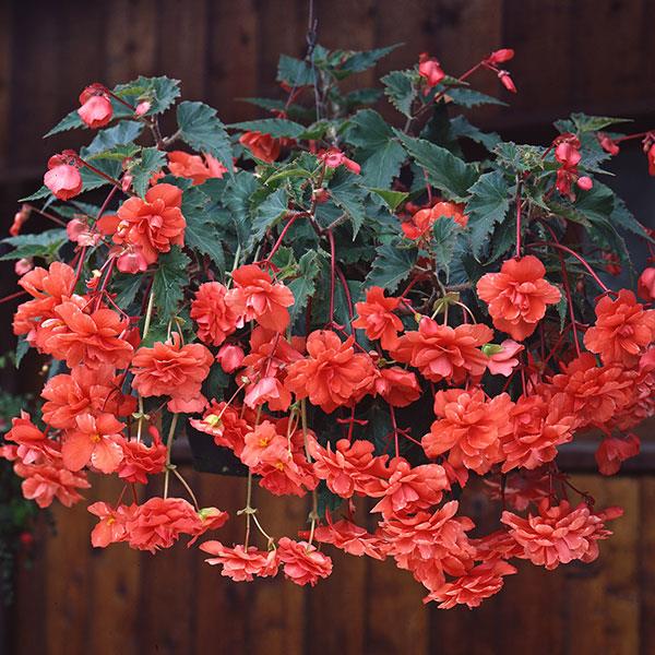 Orange Gloxinia Flower seeds for Planting Long Bloom Season, Heirloom & GMO Free Seeds for Home Garden vegetable and garden seeds