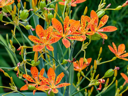 Belamcand Flower seeds for Planting Hardy Variety Heirloom & GMO Free Seeds for Home Garden