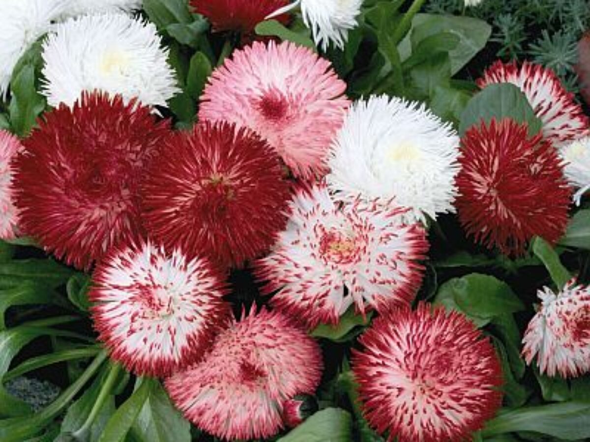 Premium Leucanthemum Shasta Flower seeds for Planting Seasonal Bloomer, Heirloom & GMO Free Seeds for Home Garden seeds