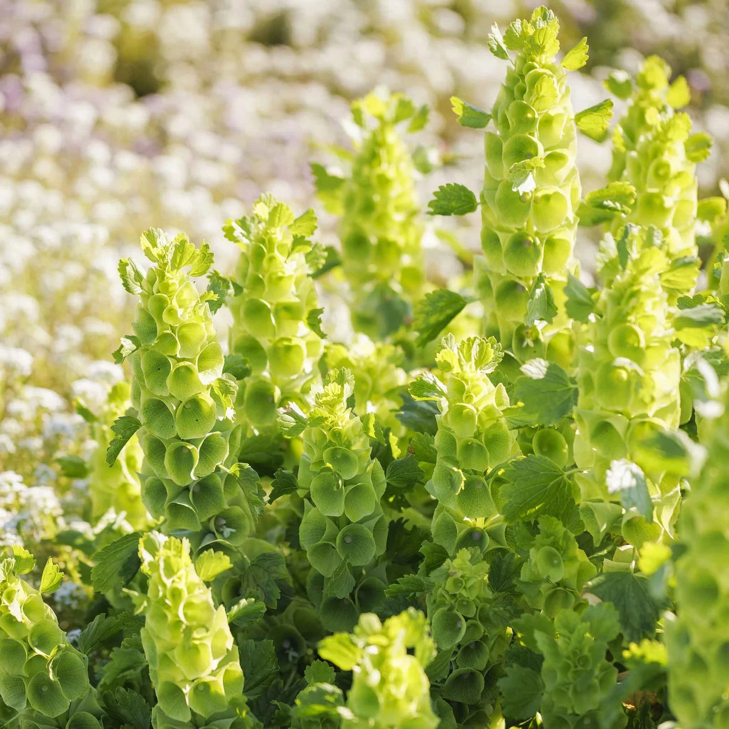 Bells Flower seeds for Planting - Compact Growth, Heirloom & GMO Free Seeds for Home Garden