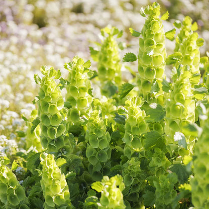 Bells Flower seeds for Planting - Compact Growth, Heirloom & GMO Free Seeds for Home Garden