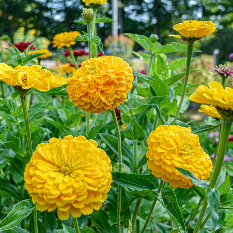 Yellow Zinnia Elegans Flower seeds for Planting Premium Quality, Heirloom & GMO Free Seeds for Home Garden vegetable and garden seeds