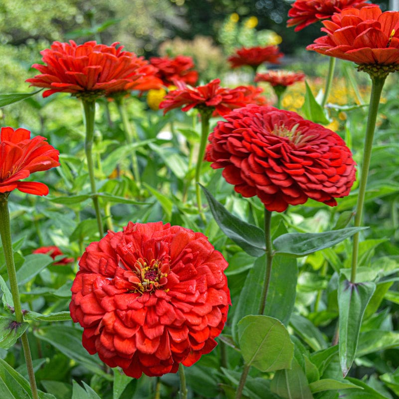 Zinnia Benary Giant Flower seeds for Planting Colorful Display Heirloom & GMO Free Seeds for Home Garden