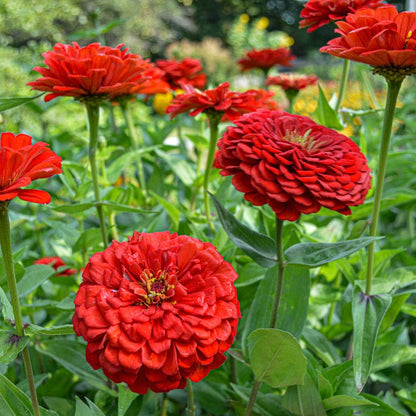 Zinnia Benary Giant Flower seeds for Planting Colorful Display Heirloom & GMO Free Seeds for Home Garden