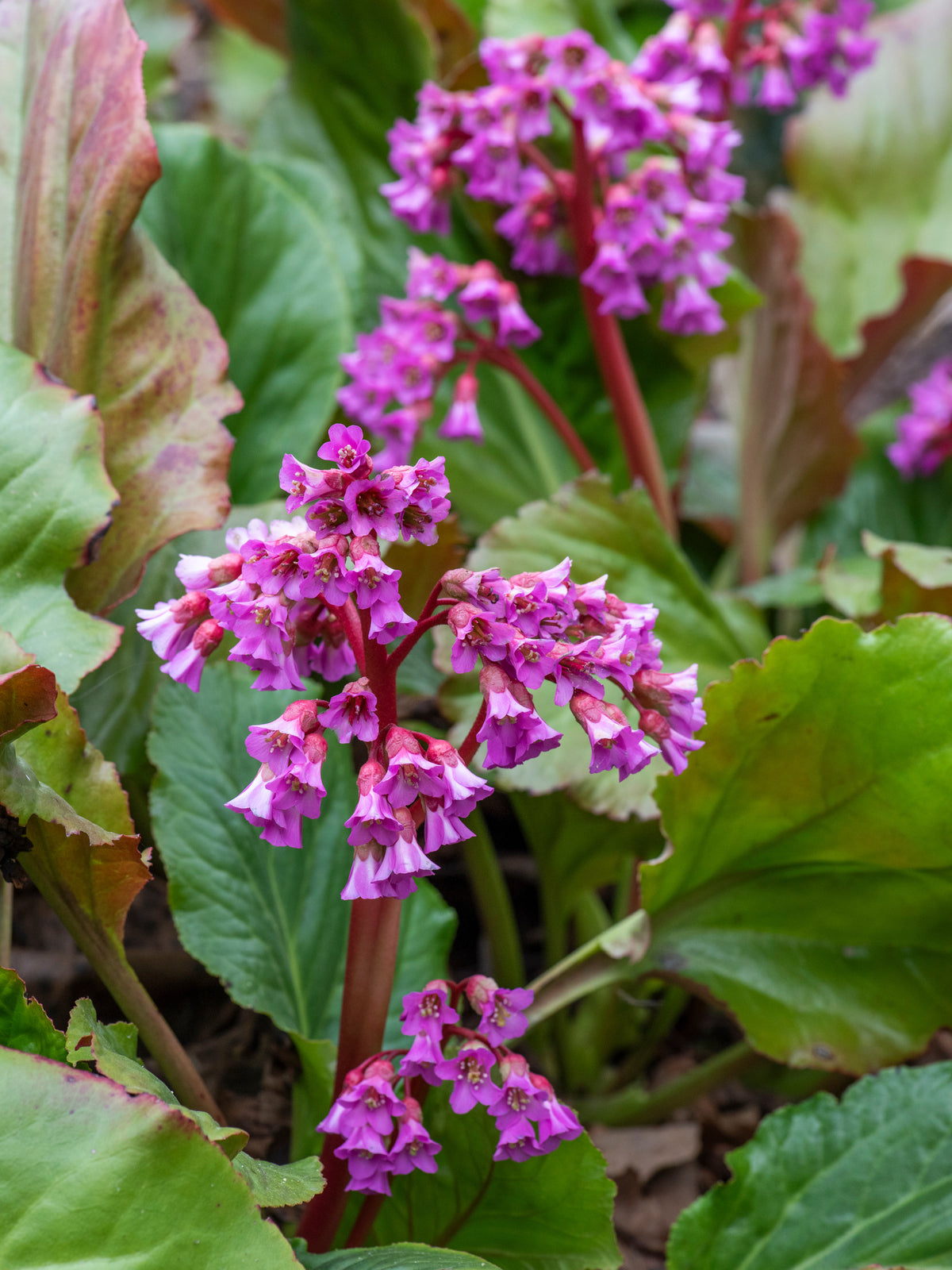 Bergenia Flower seeds for Planting Wildflower Mix, Heirloom & GMO Free Seeds for Home Garden vegetable and garden seeds