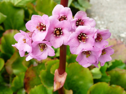 Bergenia Flower seeds for Planting Shade Tolerant Heirloom & GMO Free Seeds for Home Garden